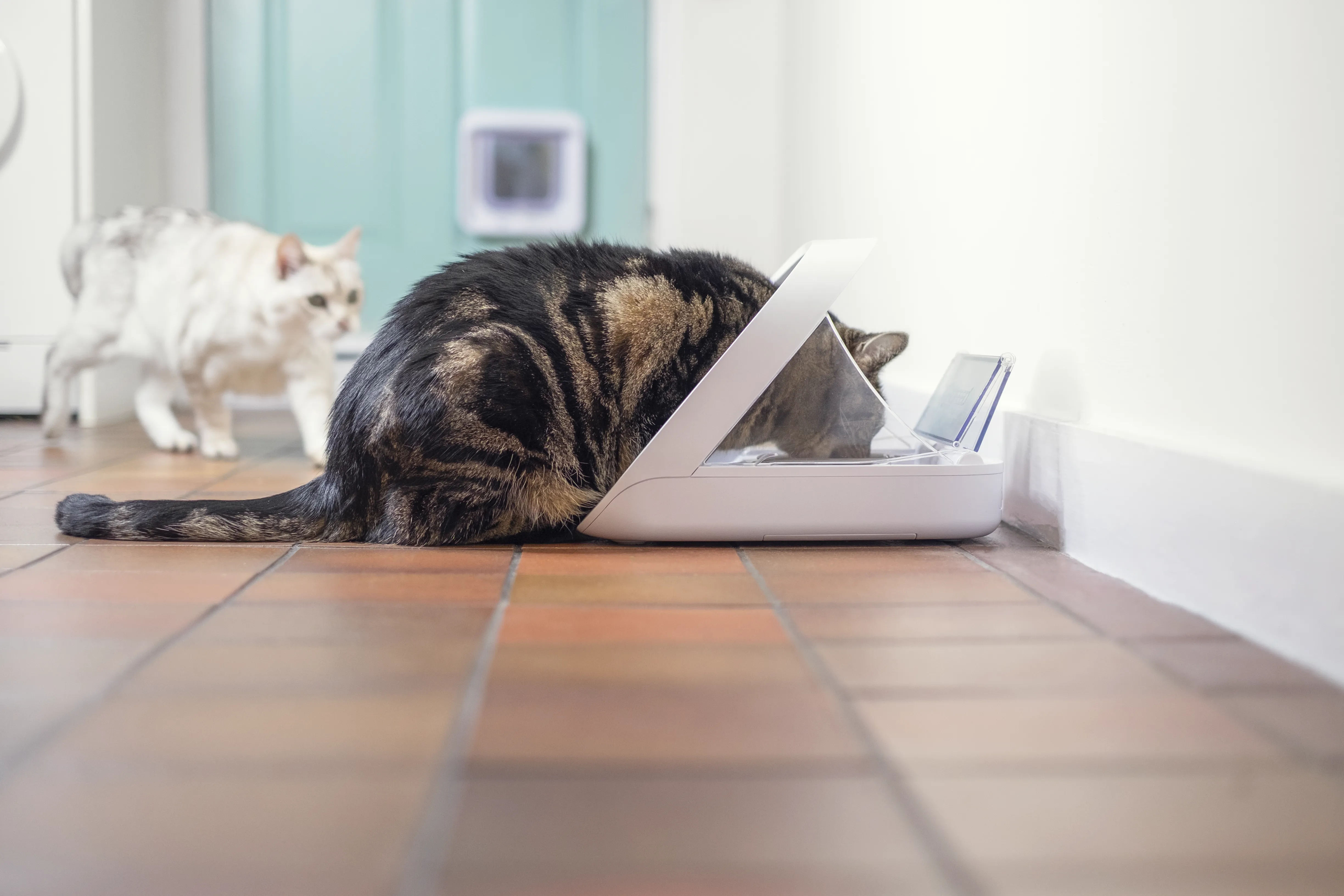 SureFeed Microchip Feeder Connect